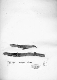 Camarosporidiella elongata image